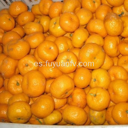 Buena mandarina dulce fresca